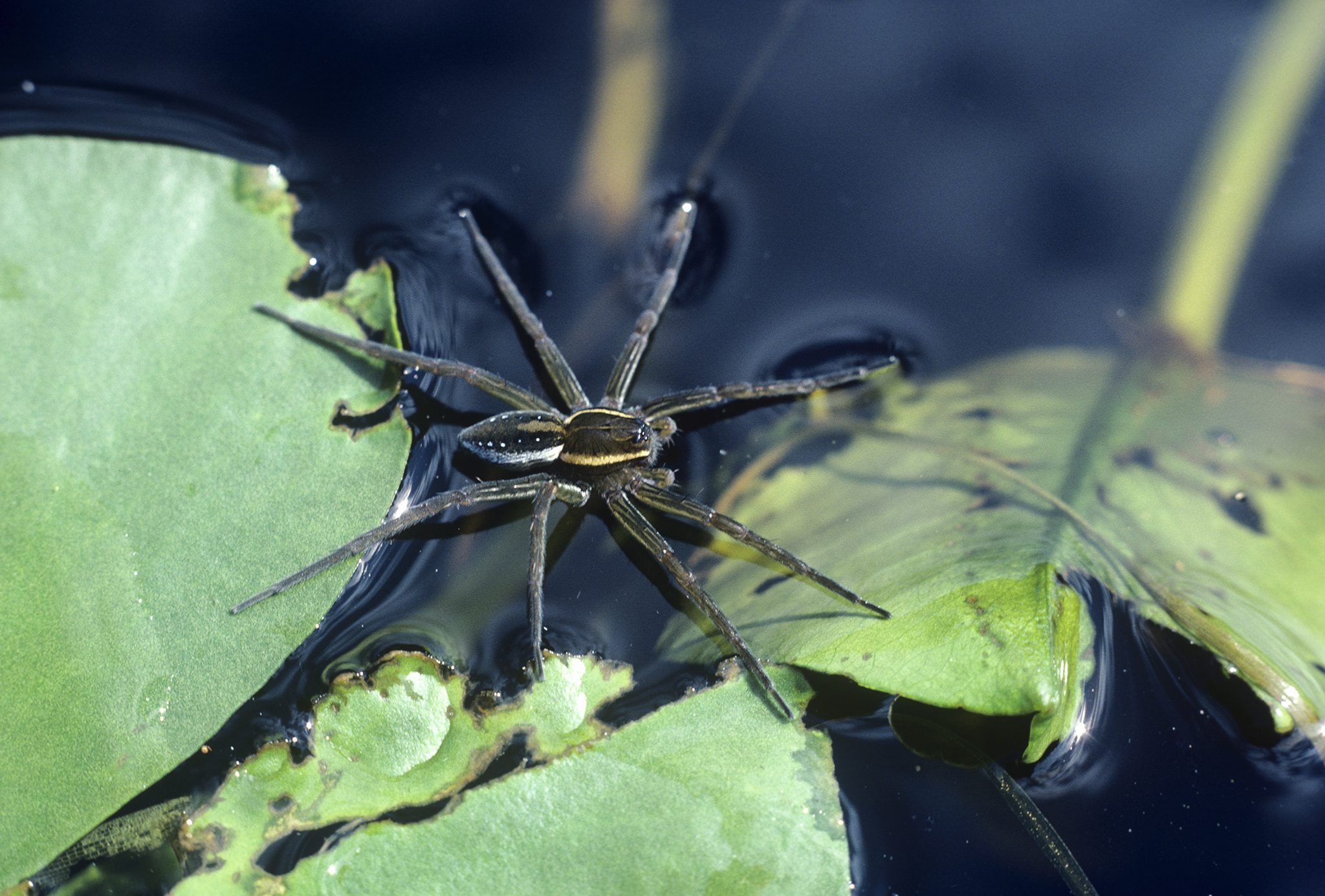 التوتر السطحي مجلة الباحثون المصريون العلمية