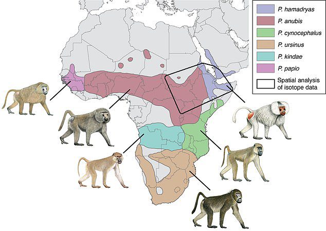 توزيع جغرافي لأنواع مختلفة من القرود.