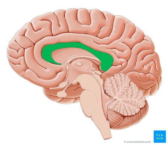 رسم توضيحي (1): يظهر الجسم الثفني باللون الأخضر، وهو يربط بين شقي الدماغ، ويكون مفقودًا في متلازمة إيكاردي.