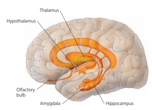 شكل (1) الجهاز الحوفي في الدماغ البشري