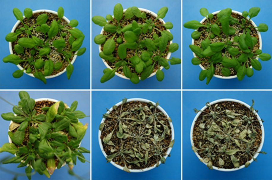 هرمون جديد يساعد علي حماية النباتات من الجفاف !||هرمون جديد يساعد علي حماية النباتات من الجفاف !