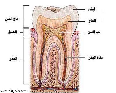إنماء الأنسجة السِنيّة عن طريق الخلايا الجذعية المأخوذة من الأسنان اللبنية