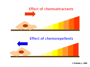 effect of chemorepellents, chemoattractants