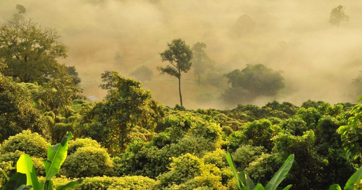 الغابات الاستوائية الرطبة||الغابات الاستوائية الرطبة