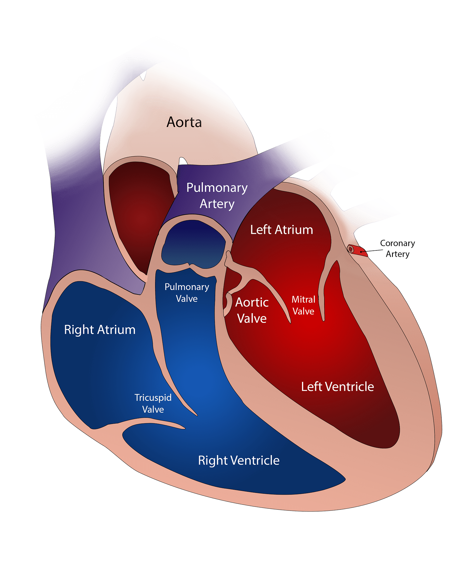 أمراض صمامات القلب||أمراض صمامات القلب