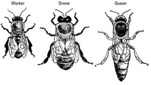صورة تُوضِّح الفرق بين الملكة والذكر وشغَّالة نحل العسل