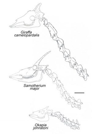 giraffe, Samotherium major and okapi neck