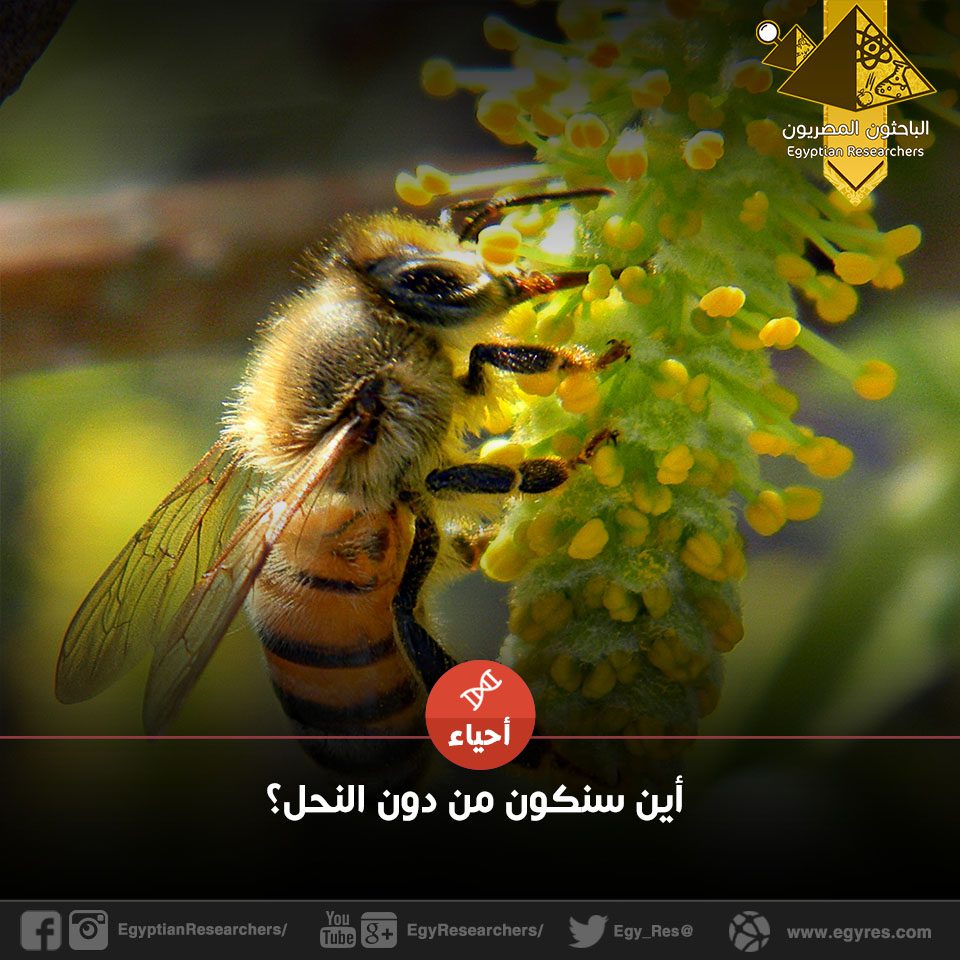 أين سنكون من دون النحل؟