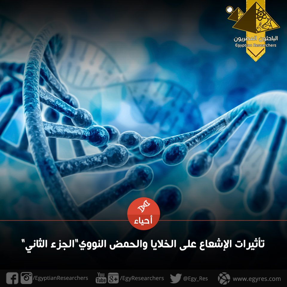 تأثيرات الإشعاع على الحمض النووي الريبوزي DNA (الجزء الثاني)