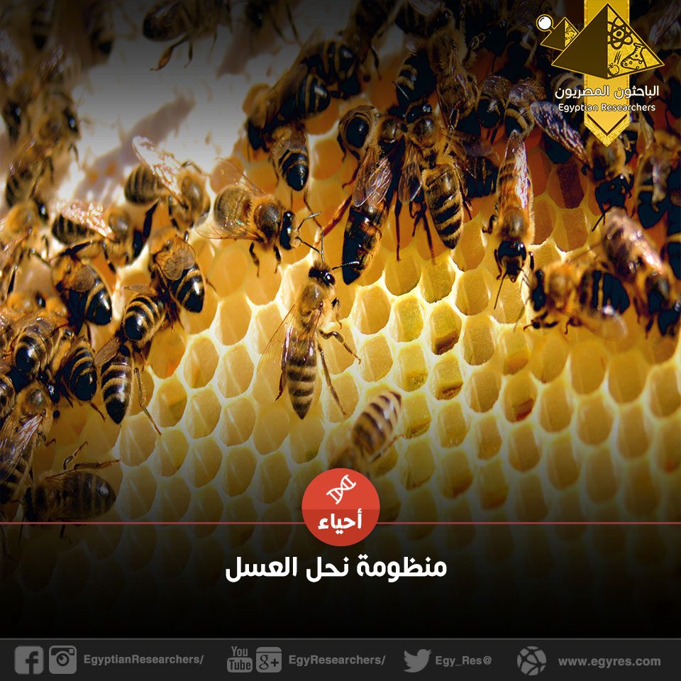 منظومة نحل العسل|