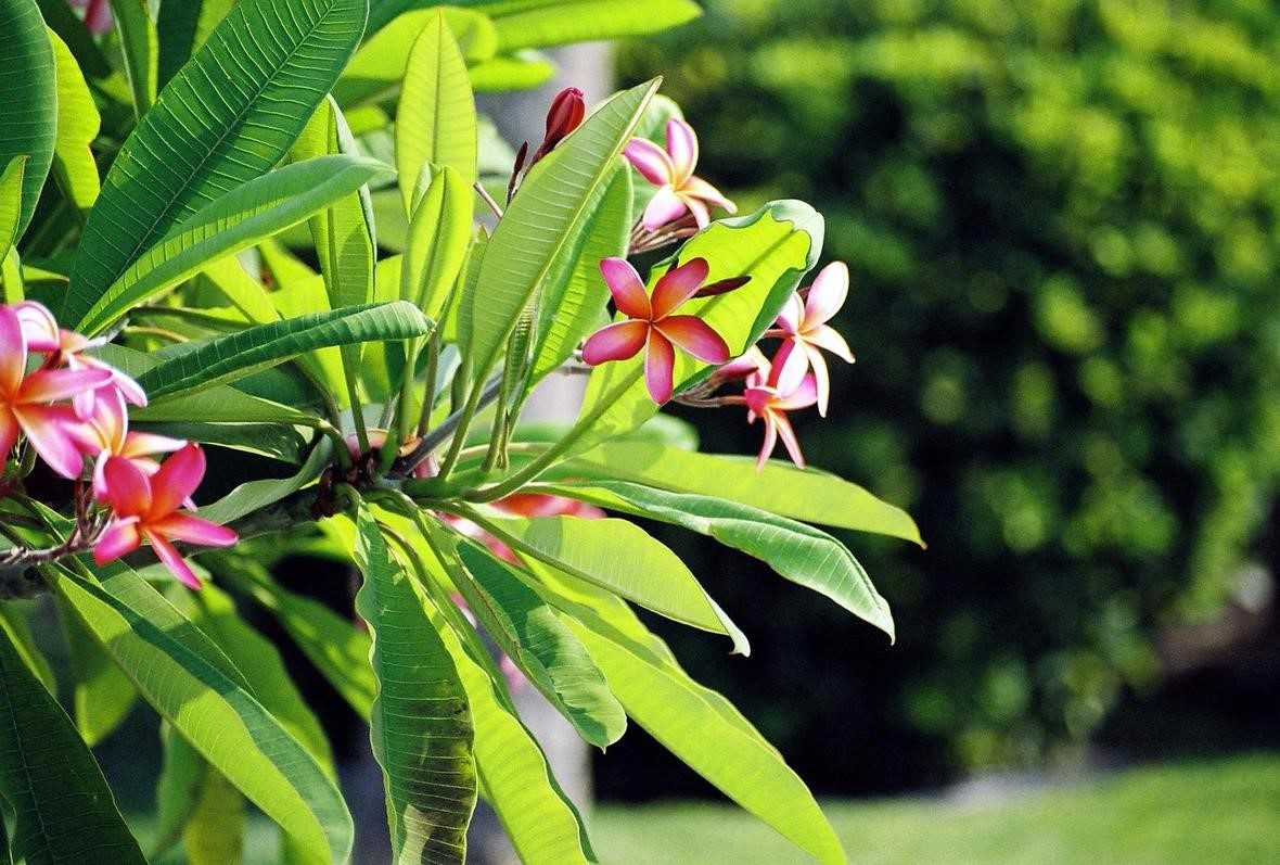 صورة توضح أوراق وأزهار نباتات البلوميريا الاستوائية والتي تستخدم كـزينة. ويجب الذكر بأن مصدر هذه العينة هو ولاية فلوريدا.
المصدر: https://www.usgs.gov/media/images/frangipani-plumeria-sp