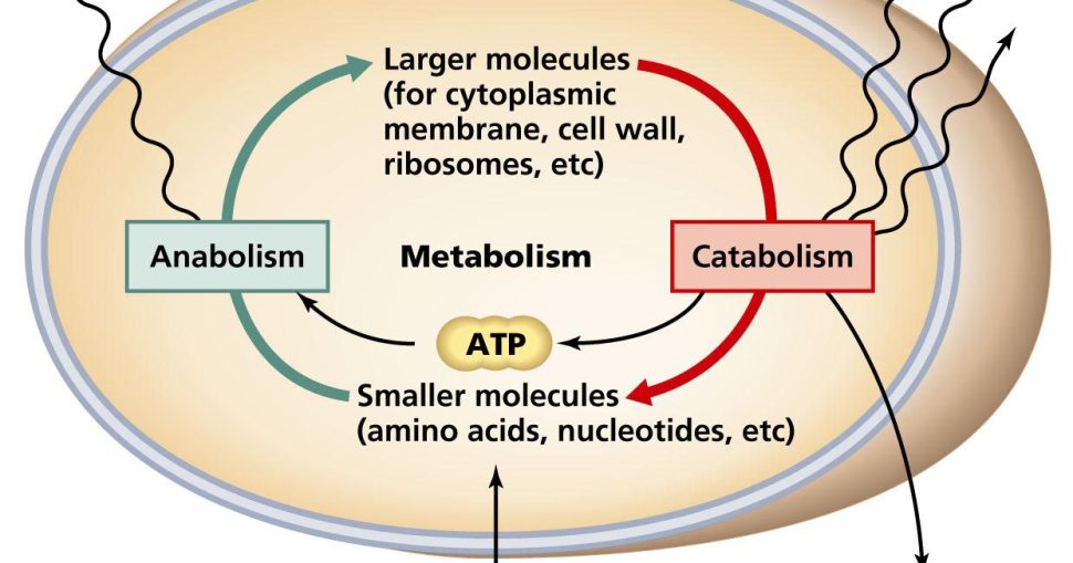 05-01_Metabolism_L