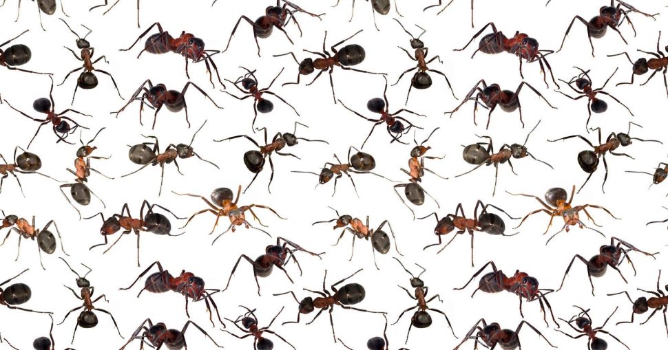 النمل والمضادات الحيوية
