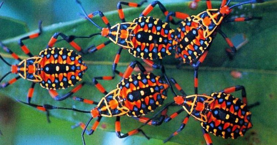 Coreid-Bug-Nymphs