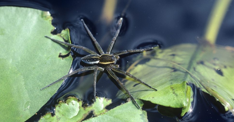 Fishing Spider, Dolomedes sexpunctatus --- Image by © Visuals Unlimited/Corbis