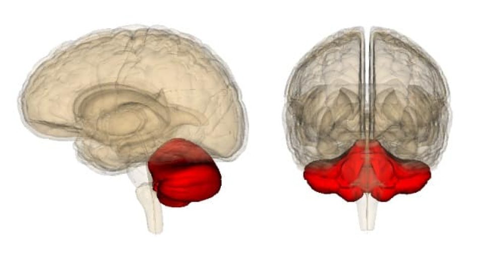 cerebellum-has-no-differences-in-dyslexia-suggests-new-study-324999