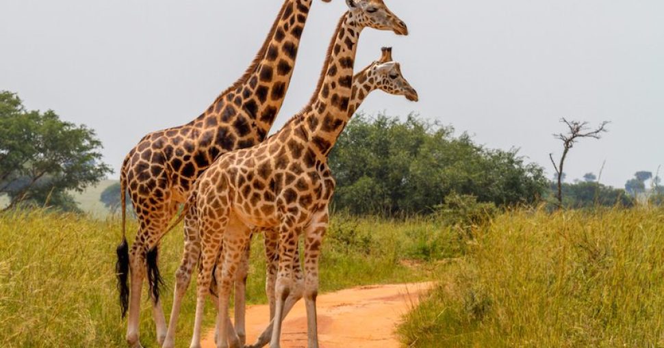 giraffe-family